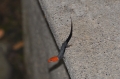 costa rica wildlife, pacific-139